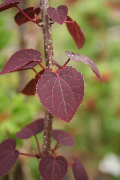 CERCIDIPHYLLUM JAP. ROTFUCHS