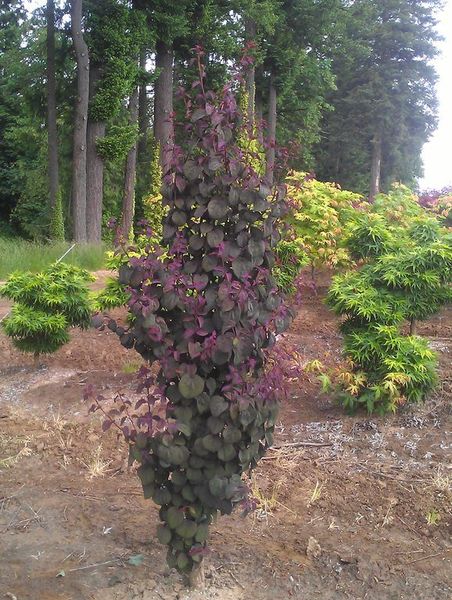 CERCIDIPHYLLUM JAP. ROTFUCHS