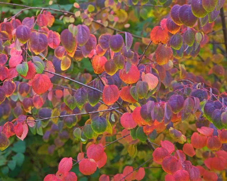 CERCIDIPHYLLUM JAP. ROTFUCHS