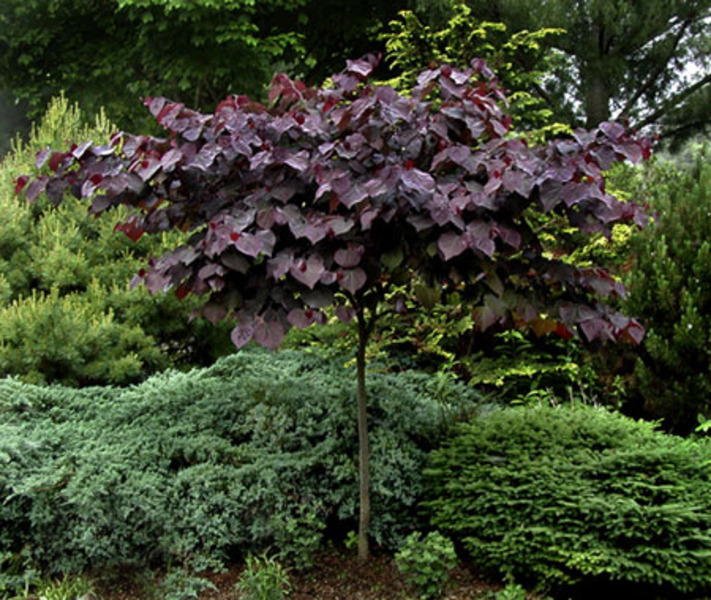 CERCIS CANADENSIS FOREST PANSY
