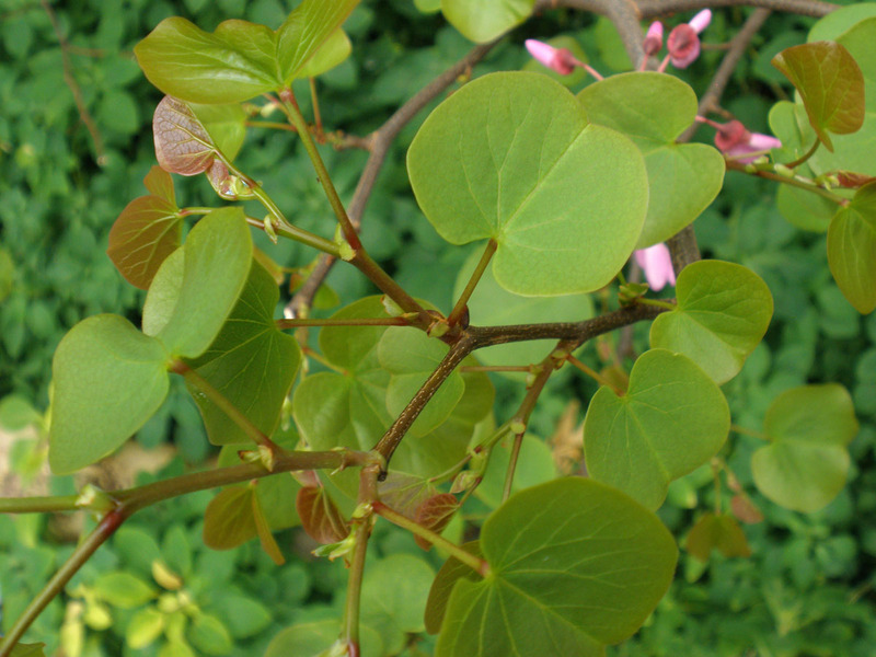 CERCIS SILIQUASTRUM