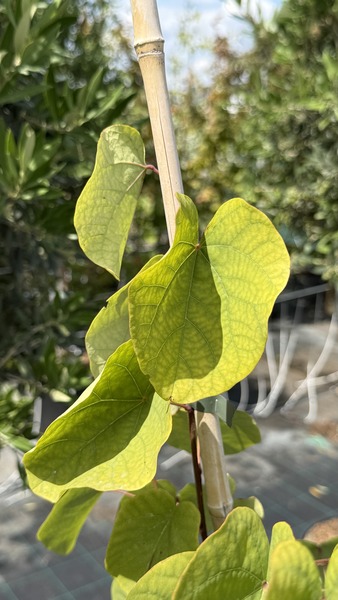 CERCIS SILIQUASTRUM