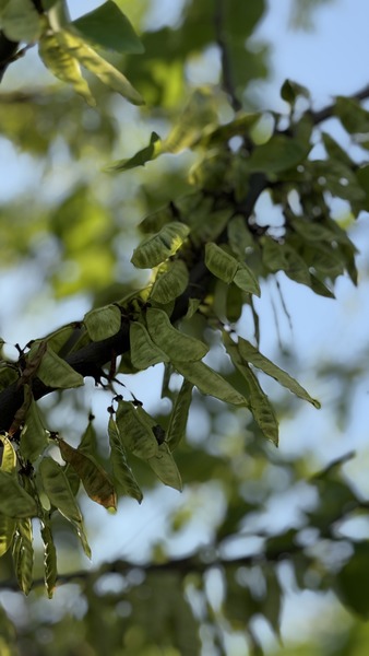 CERCIS SILIQUASTRUM