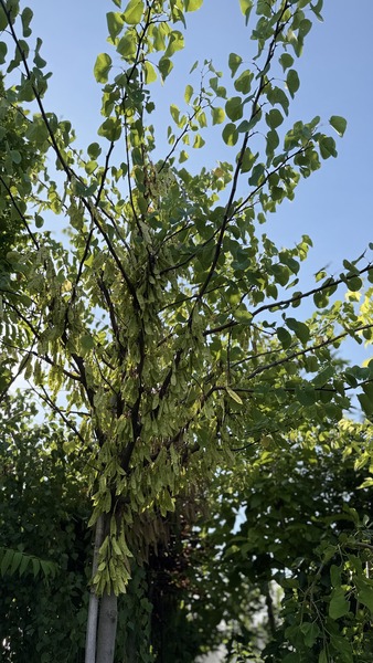 CERCIS SILIQUASTRUM