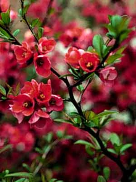 CHAENOMELES SUPERBA CRIMS+GOLD