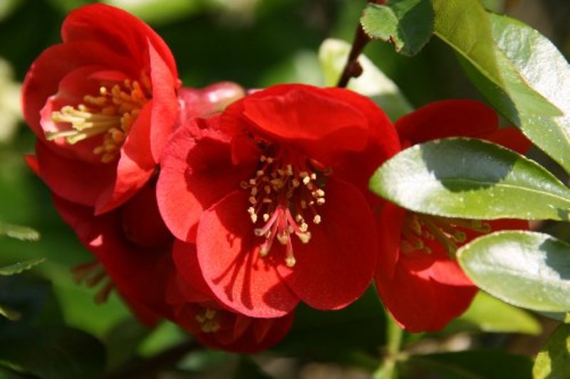 CHAENOMELES SUPERBA CRIMS+GOLD