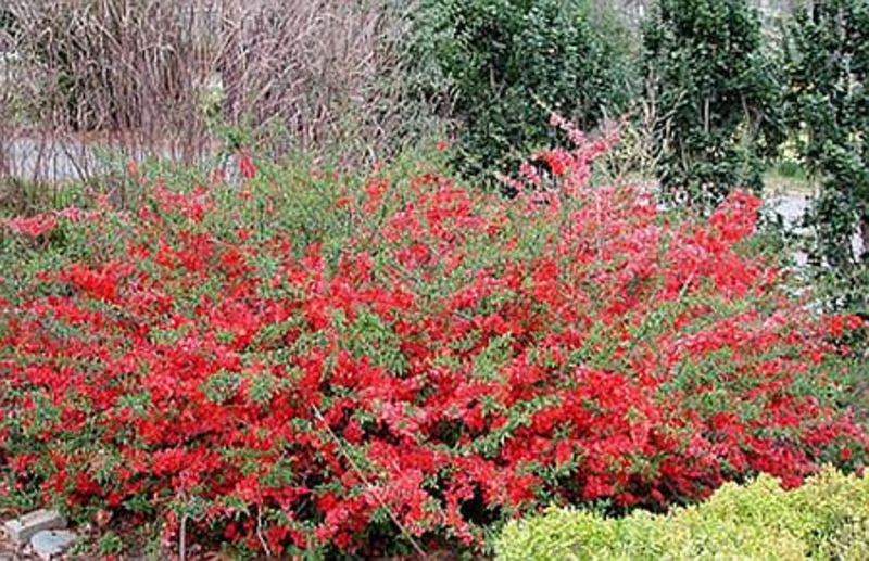 CHAENOMELES JAPONICA SARGENTII