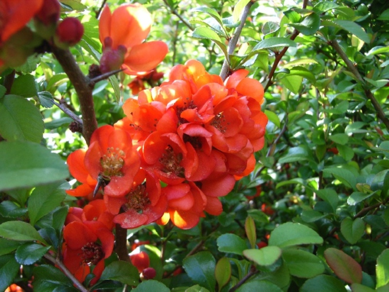 CHAENOMELES JAPONICA SARGENTII