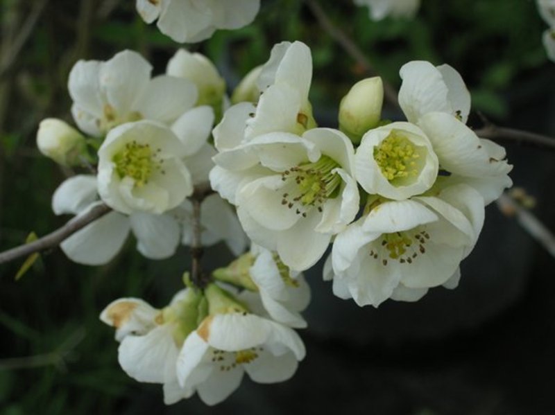 CHAENOMELES SPECIOSA NIVALIS