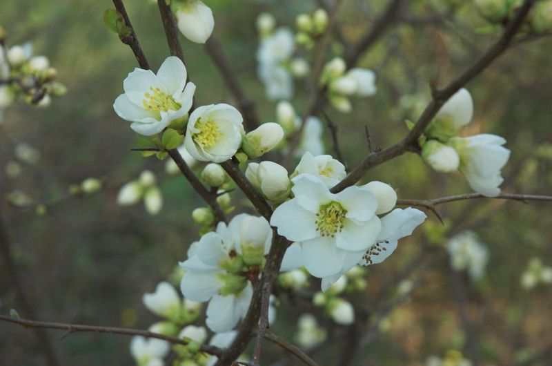 CHAENOMELES SPECIOSA NIVALIS