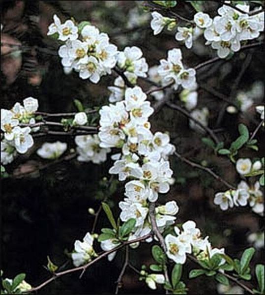CHAENOMELES SPECIOSA NIVALIS