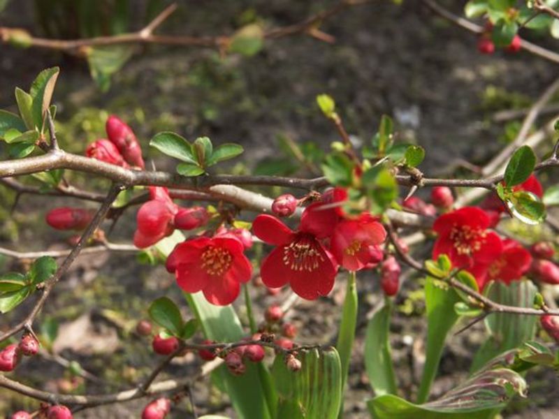 CHAENOMELES SUPERBA ETNA
