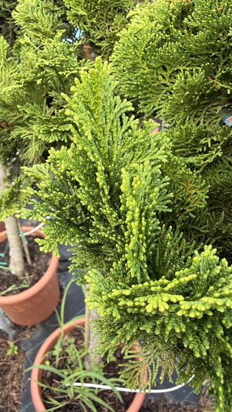 CHAM. OBTUSA NANA GRACILIS