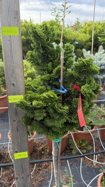 CHAM. OBTUSA NANA GRACILIS