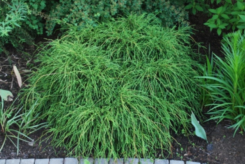 CHAM. PIS. FILIFERA NANA