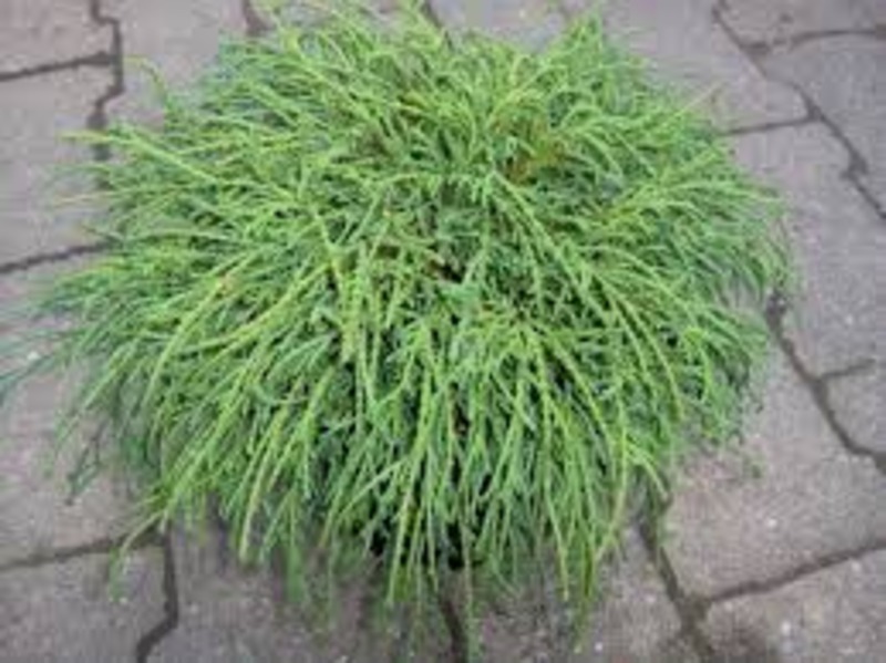 CHAM. PIS. FILIFERA NANA