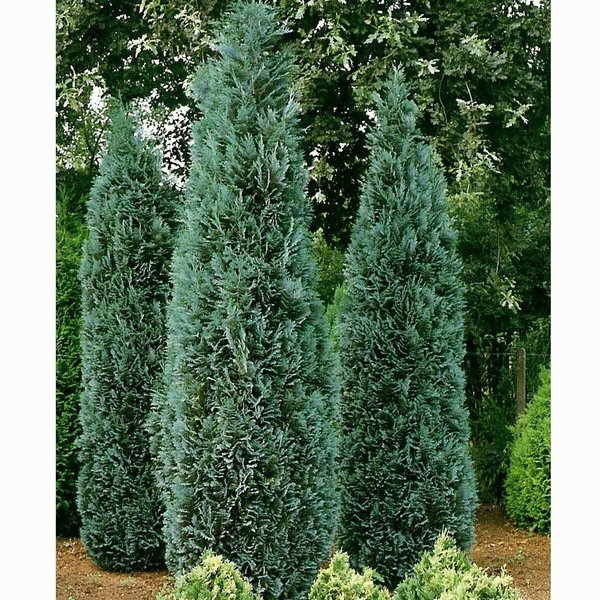 CHAM. LAWS. COLUMNARIS