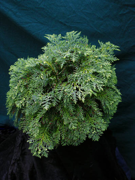 CHAM. LAWS. SILVER GLOBUS