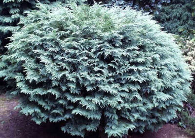 CHAM. LAWS. SILVER GLOBUS