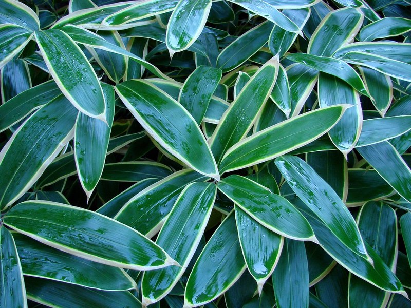 CHAMAECYPARIS OBT. FERNSPRAY G