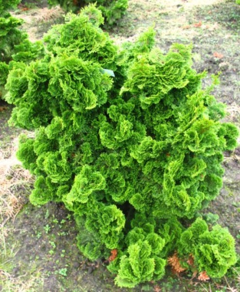 CHAM. OBTUSA NANA GRACILIS