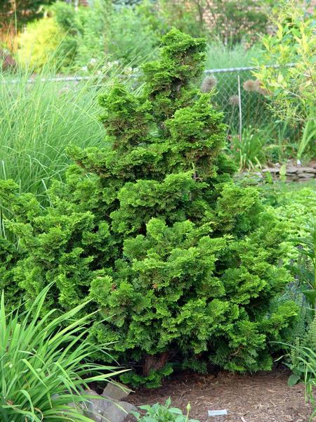 CHAM. OBTUSA NANA GRACILIS