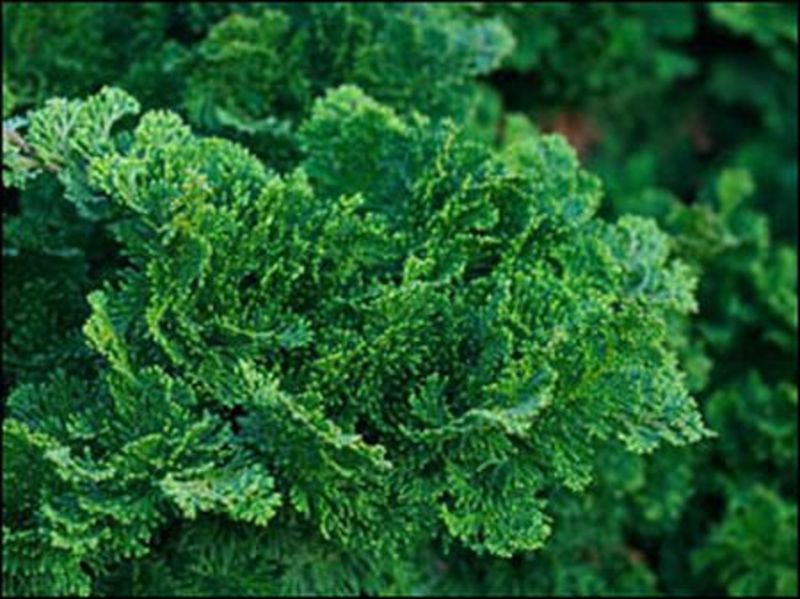 CHAM. OBTUSA NANA GRACILIS