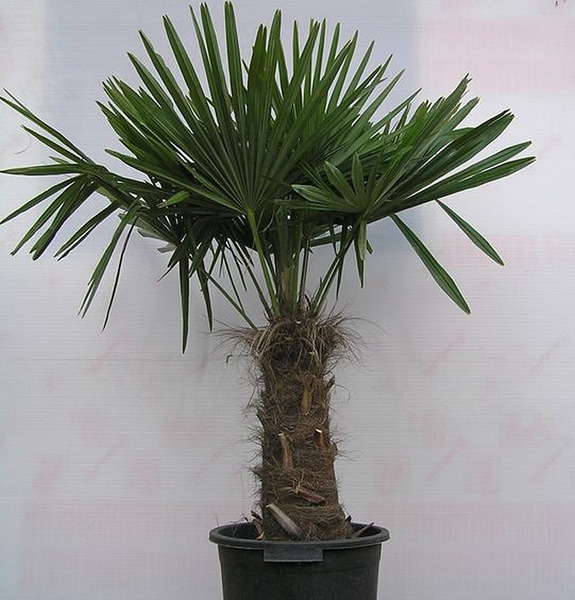 CHAMAEROPS EXCELSA