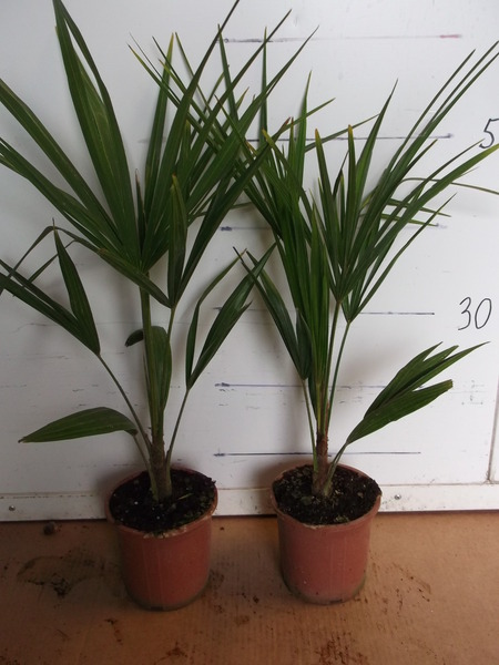 CHAMAEROPS EXCELSA