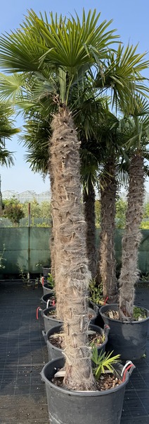 CHAMAEROPS EXCELSA