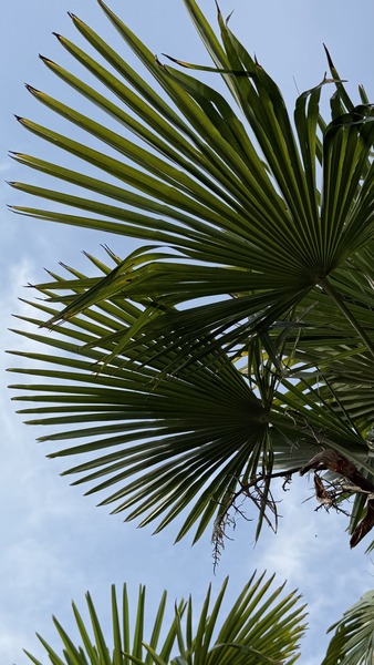 CHAMAEROPS EXCELSA