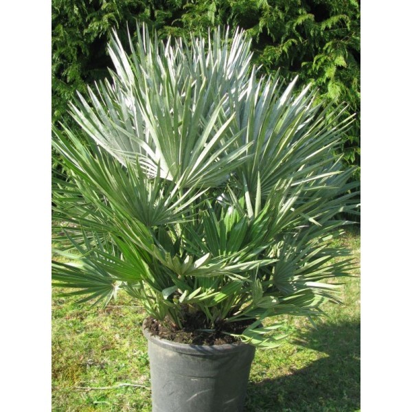 CHAMAEROPS HUMILIS
