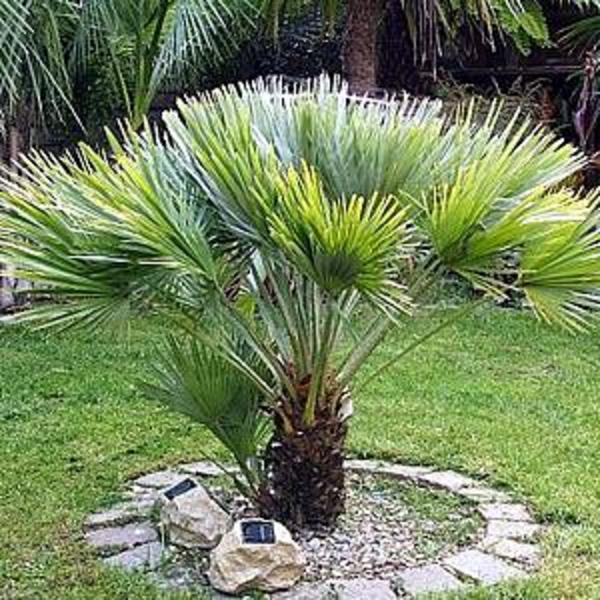 CHAMAEROPS HUMILIS