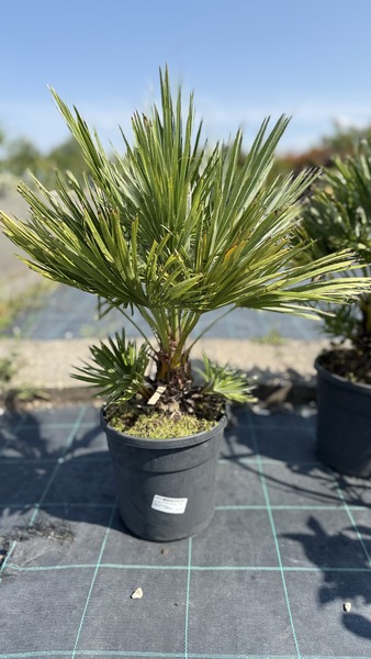 CHAMAEROPS HUMILIS VULCANO