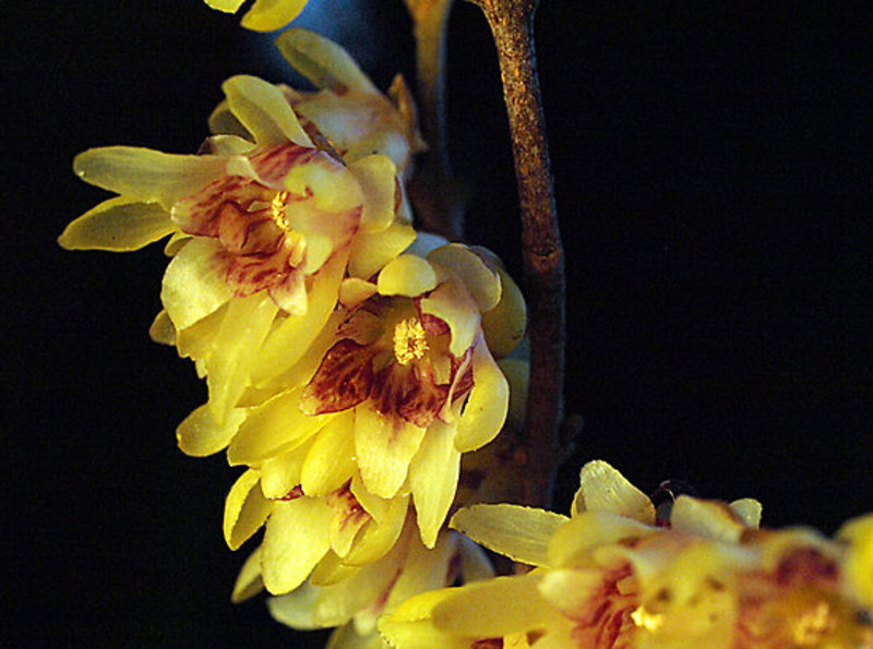 CHIMONANTHUS PRAECOX