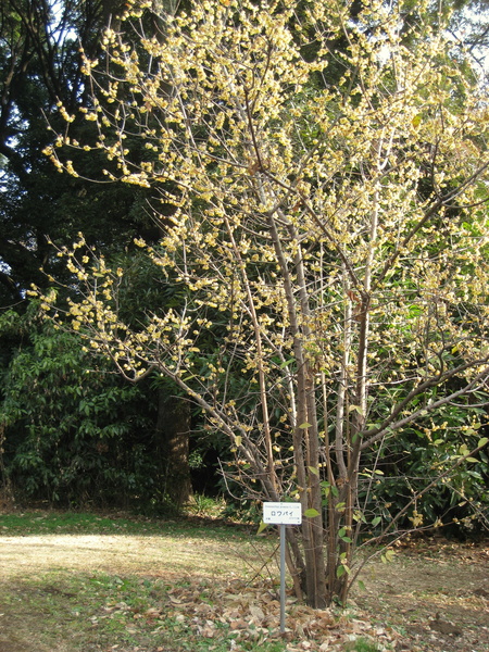 CHIMONANTHUS PRAECOX