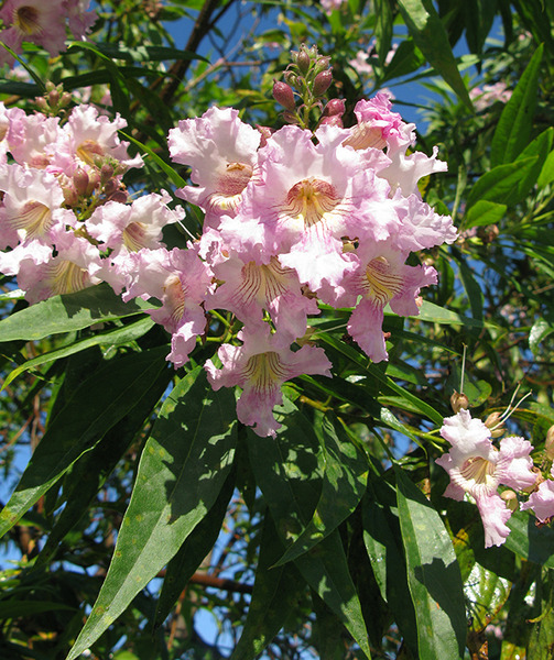 CHITALPA TASHKENTENSIS