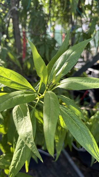 CHITALPA TASHKENTENSIS