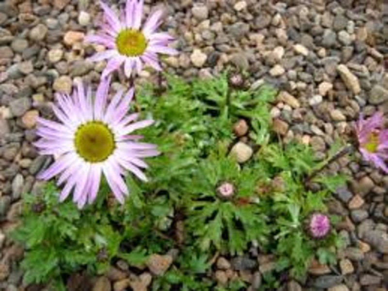 CHRYSANTH. WEIRICHII