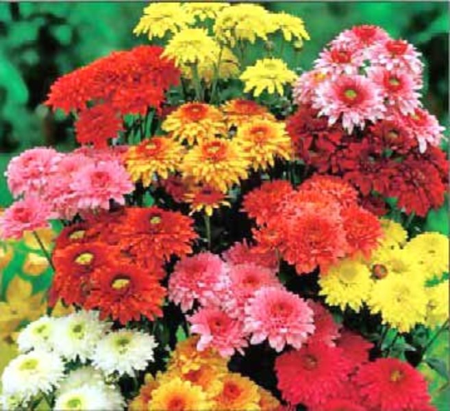 CHRYSANTHEMUM SP.
