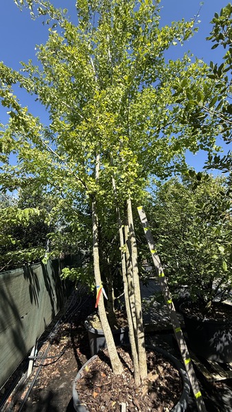 GINKGO BILOBA