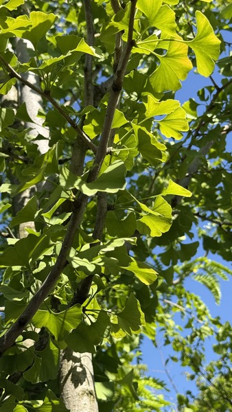 GINKGO BILOBA