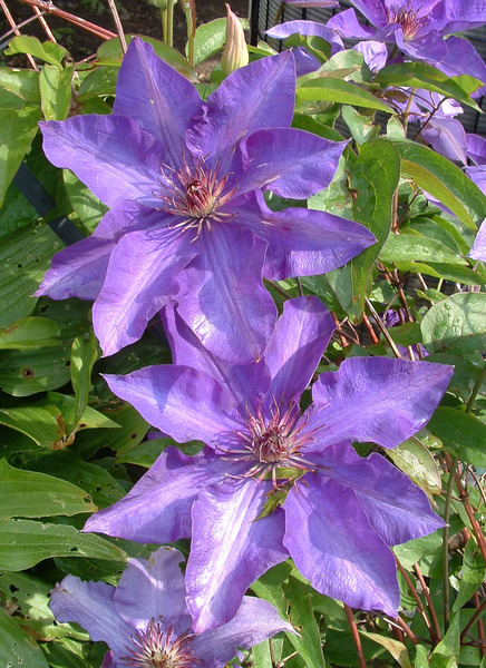 CLEMATIS SP.