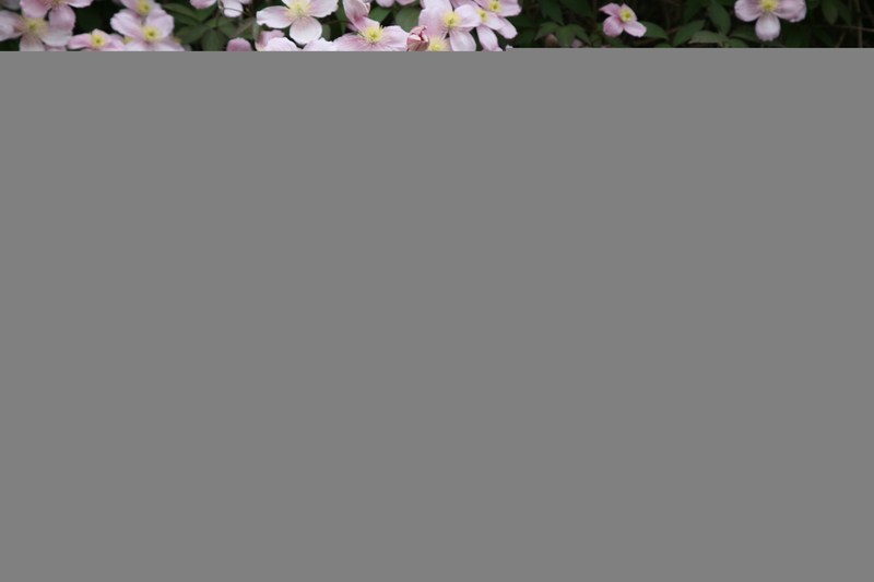 CLEMATIS MONTANA SP.