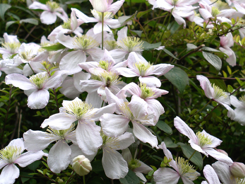 CLEMATIS SP.