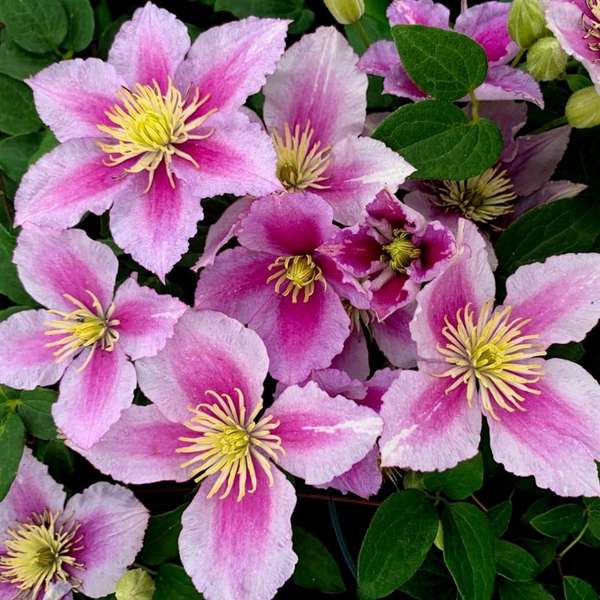 CLEMATIS SP.