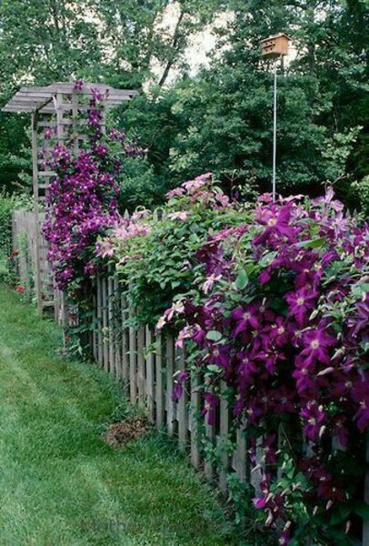 CLEMATIS SP.