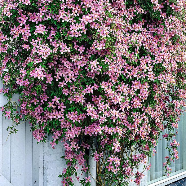 CLEMATIS SP.