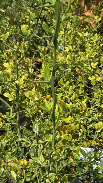 PONCIRUS TRIFOLIATA