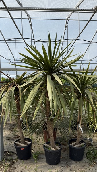 CORDYLINE AUSTRALIS PEKO